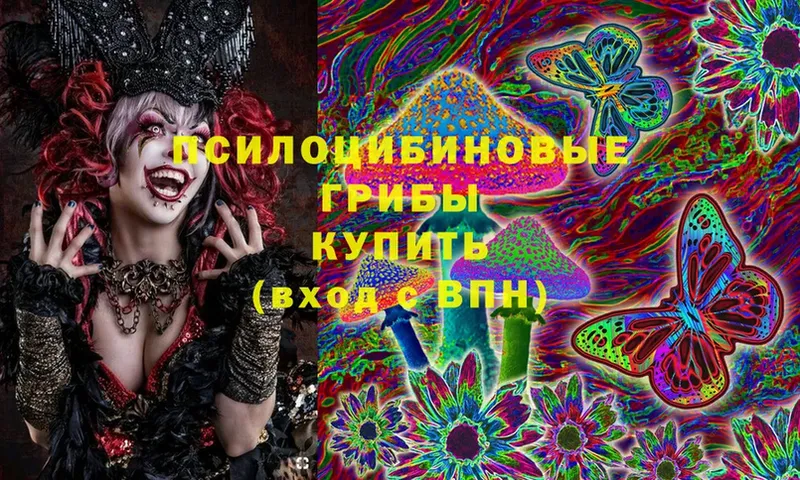 закладки  Мурино  Галлюциногенные грибы Cubensis 